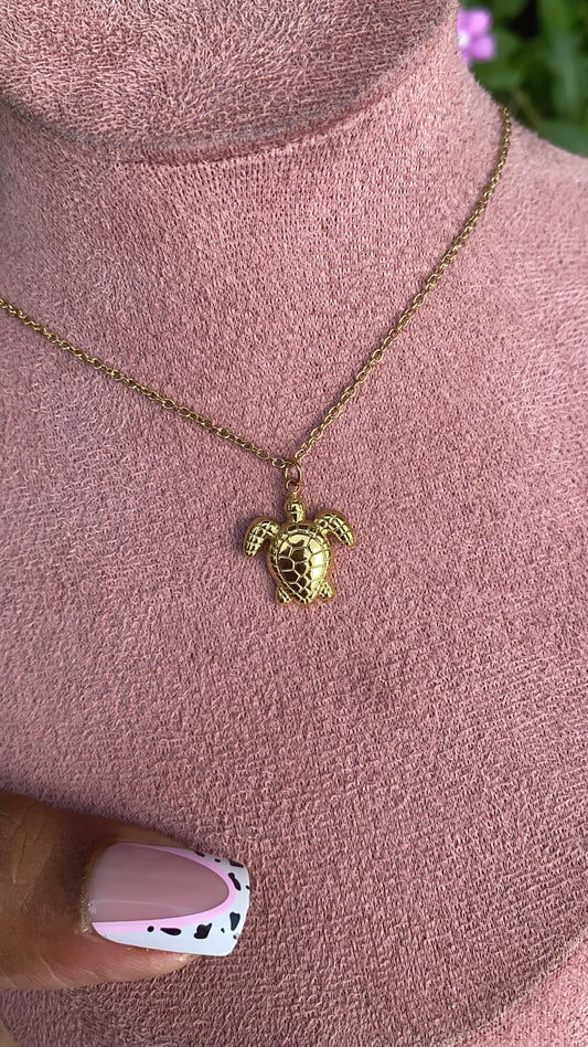 Baby Turtle